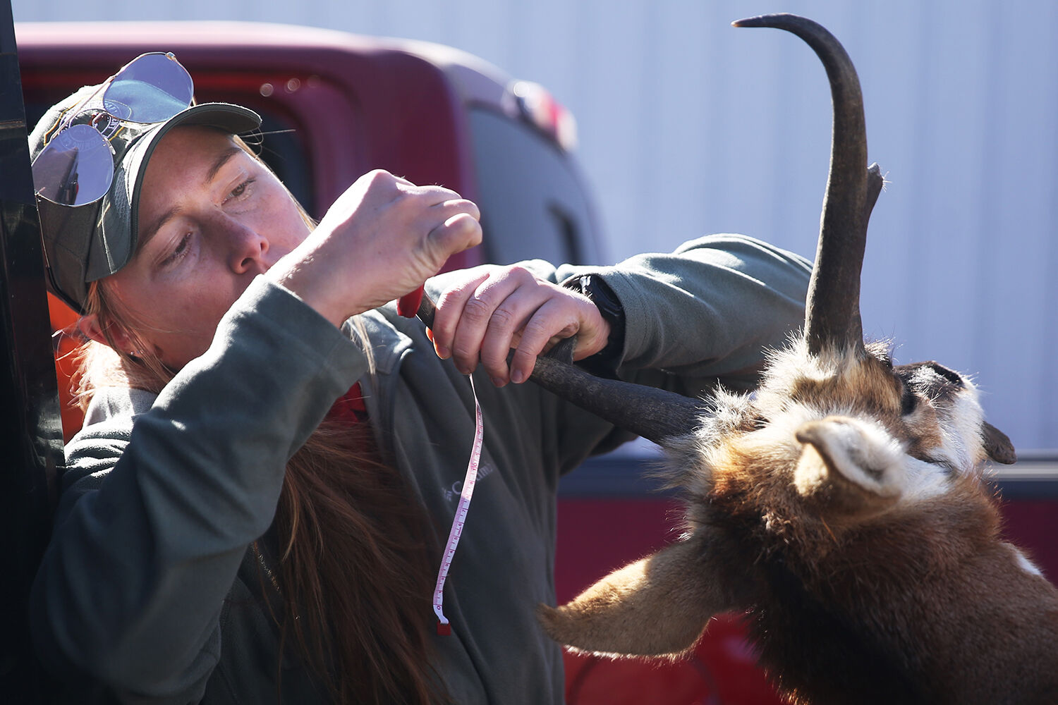 Heather Sterling measures the horn length of a pronghorn